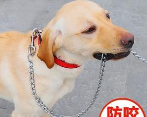 养狗必备的牵引绳（为什么养狗狗要准备牵引绳？）