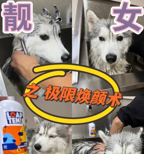 哈士奇体毛护理，宠物健康保障（了解哈士奇体毛特点，重视护理细节）