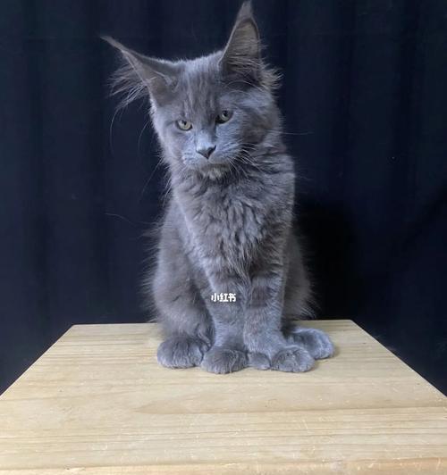为什么有的猫咪对人比较凶？（探究猫咪攻击性的原因及解决方法）
