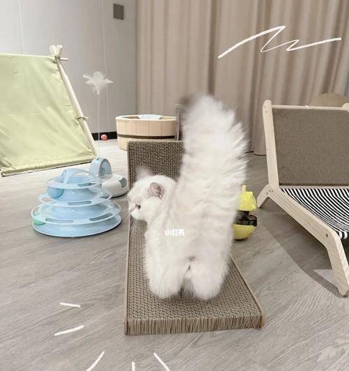 为什么猫咪会炸毛？（解析猫咪炸毛的原因及应对方法）