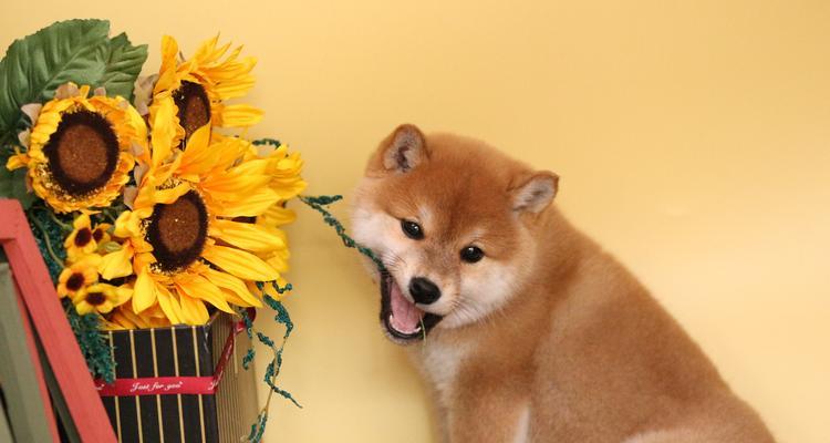 如何喂养茶杯犬？（注意事项大揭秘）
