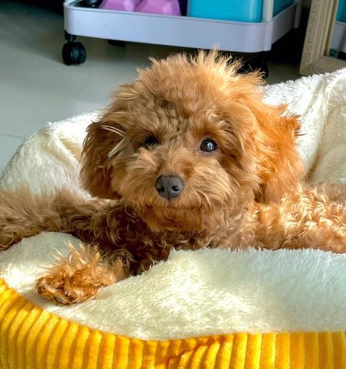 喂养贵宾幼犬的注意事项（宠爱你的贵宾宝宝，从正确喂养开始）