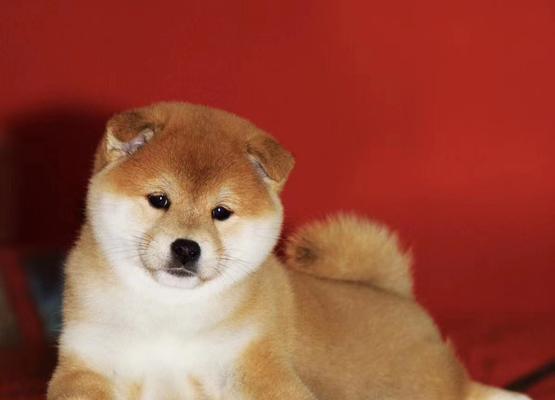 如何喂养吉娃娃仔犬奶粉？（宠物主人必备的技巧，让宝贝健康成长）