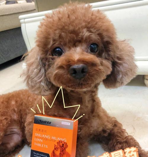 如何帮助魏玛犬增肥？（以宠物为主，从饮食到运动多方位指导）