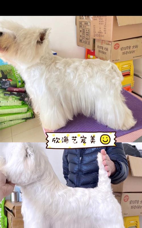打造完美西高头部美容养护（让你的宠物更加精致可爱）