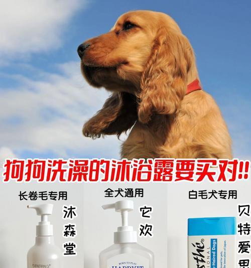 洗澡的狗狗需要注意的事项（宠物主人必读，让狗狗健康洁净一生）