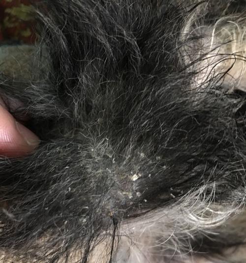 宠物喜乐蒂得了皮肤病，这样做才能帮助它快速康复（15个有效治疗喜乐蒂皮肤病的方法）