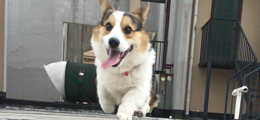 宠物犬喜乐蒂为什么严重掉毛？（探究喜乐蒂掉毛的原因及解决方法）