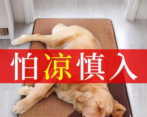 狗狗降温，四大误区要避免！（以夏季给狗狗降温，这些坑要避开！）