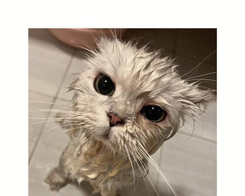 夏季给宠物猫洗澡的注意事项（关注宠物健康，正确洗澡方法，让猫咪轻松愉快）