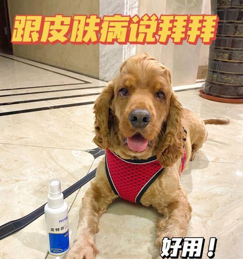 夏季宠物护理（让宠物度过舒适健康的夏季）