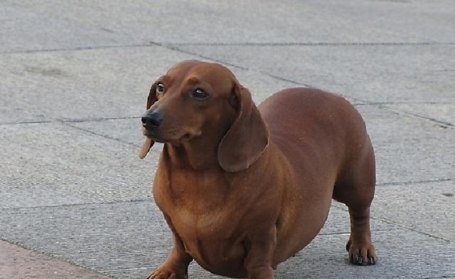 夏季腊肠犬养护全攻略（宠物爱好者必看，宠物健康护理的重要性）