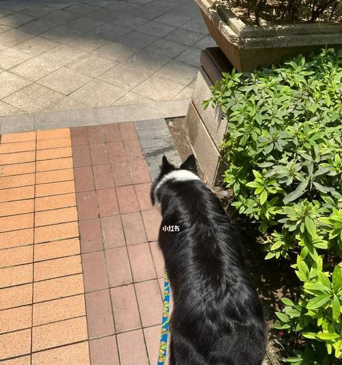 夏季该不该给狗狗剃毛？（宠物保健必备，狗狗剃毛需谨慎）