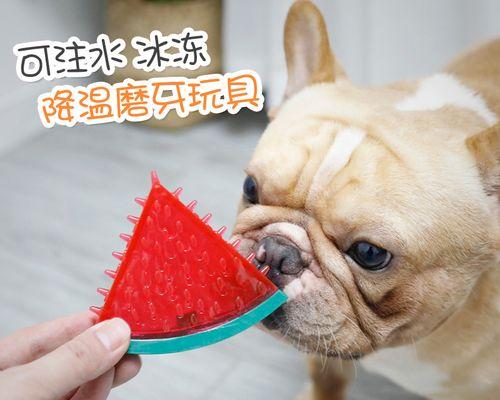 夏日宠物必看！泰迪犬降温攻略（以宠物为主，让爱犬度过一个舒适的夏季）