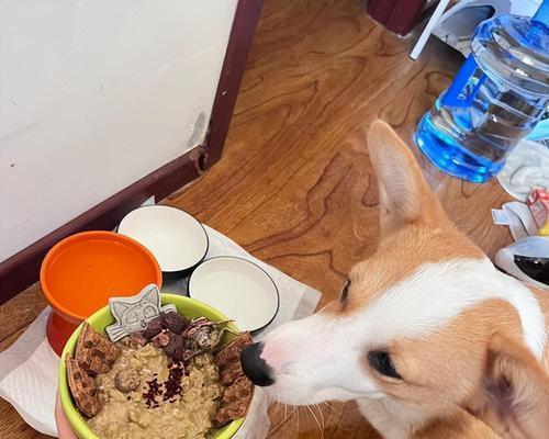 教你如何让宠物狗乖乖吃饭（一些小技巧让你的爱犬健康成长）