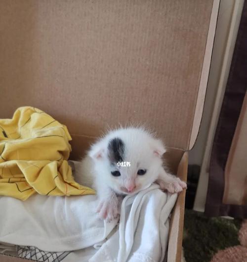 关于小奶猫抱走养的正确时间（小奶猫成长需要的关怀和注意事项）