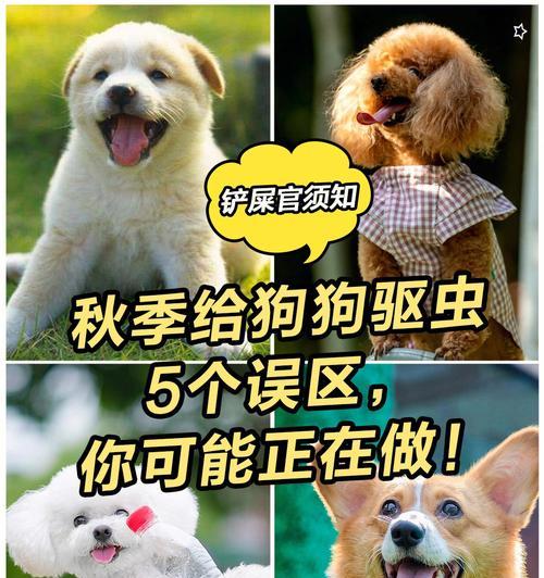 新到家的狗狗，养护误区必须知道（宠物爱好者必读，新手必看！）