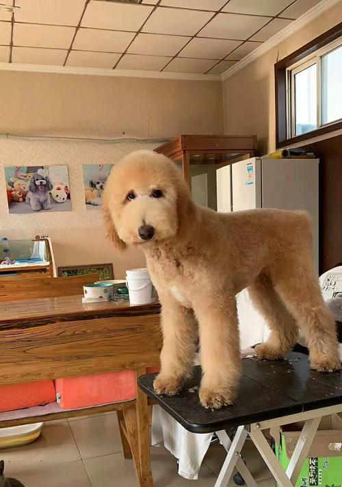 训练巨型贵宾犬卧下的技巧（以宠物为主，全面掌握巨型贵宾犬的训练技巧）