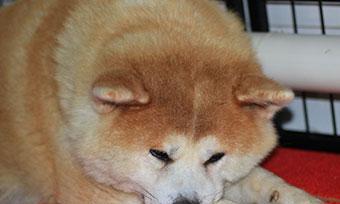 如何训练秋田犬追踪？（让你的宠物成为专业的寻踪犬）