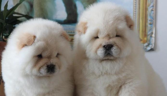 训练松狮犬的8个注意事项（成为松狮犬训练专家，掌握这些关键！）