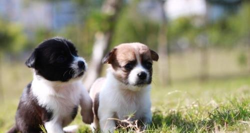 如何训练不同年龄的小狗狗（从幼犬到成年犬，训练技巧大不同）