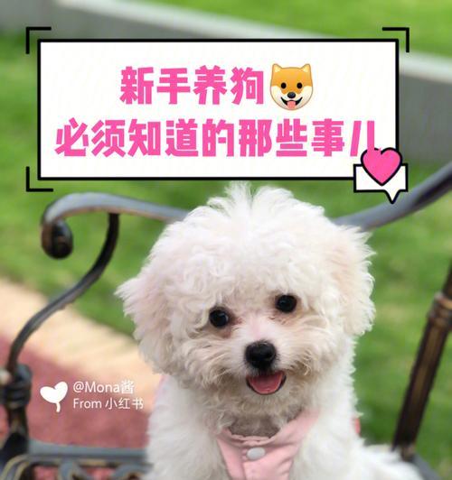 养狗须知，让宠物生活更健康（从食品到玩具，全方位了解养狗必备知识）