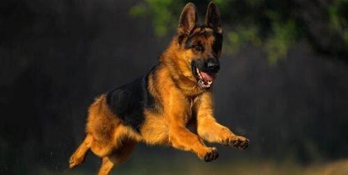 养德国牧羊犬必备清水知识（为宠物健康着想，一定要了解这些！）