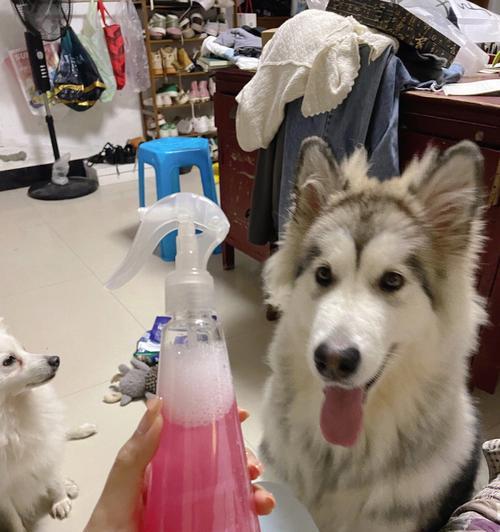 如何避免宠物狗狗有臭味？（养狗族必读的15种方法）
