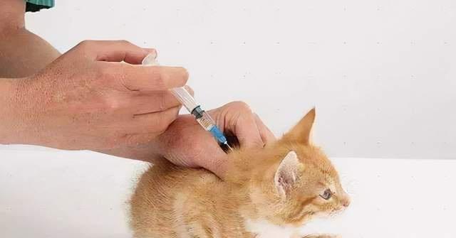 如何科学驱虫，让你的猫咪健康成长（以宠物为主，充分保障养猫质量）