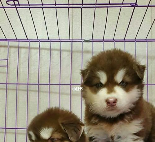 如何让幼犬喜欢睡在睡篮？（以宠物为主，让你的小狗感受到温暖与舒适）