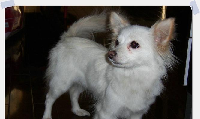 如何解决银狐犬过分依赖主人问题？（让宠物独立健康成长的实用指南/银狐犬依赖心理解析与解决方法）