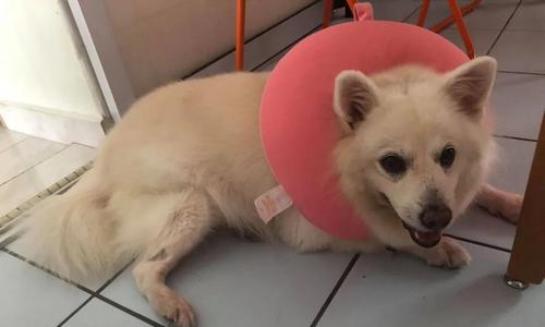 如何治疗银狐犬的趾间炎？（以宠物为主，有效缓解趾间炎的方法）