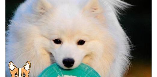 银狐犬的神秘行为（为什么他们到处吃东西？）