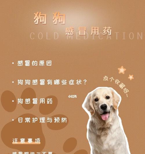 如何科学养护银狐犬（以宠物为主，让银狐犬健康成长）