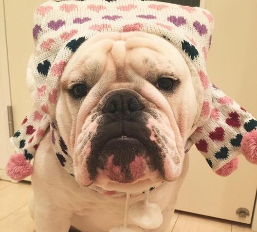 英国斗牛犬（了解英国斗牛犬的性格和饲养方法，让你成为一个优秀的狗主人）