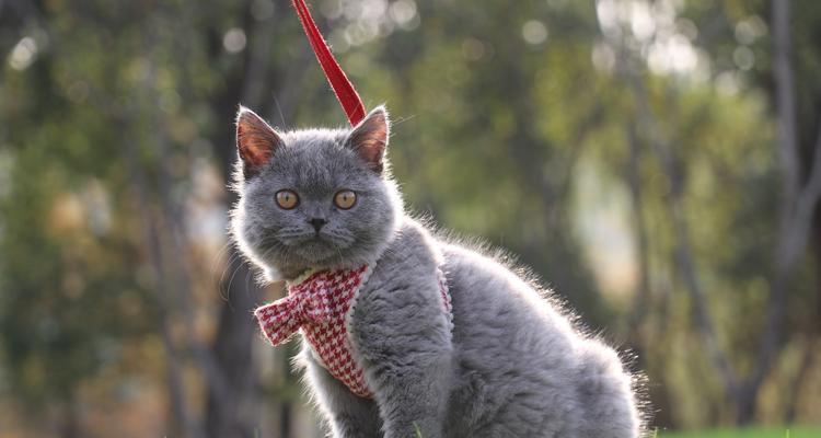 英国短毛猫护理全攻略（让你的爱宠健康快乐生活的小窍门）