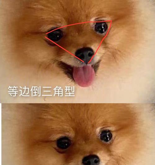 狗狗的饭盆需按脸型配（以宠物为主，让喵星人吃得更健康）