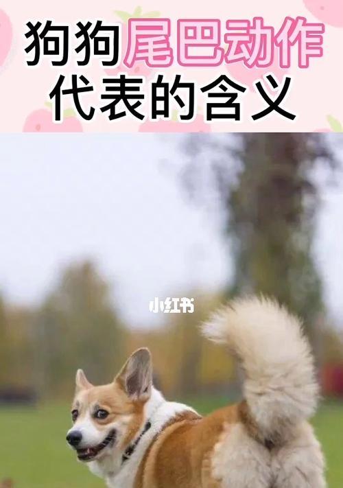 狗狗的尾巴造型大盘点（探究狗狗尾巴造型的种类及特点，让爱宠者更懂得如何装扮自家宠物）