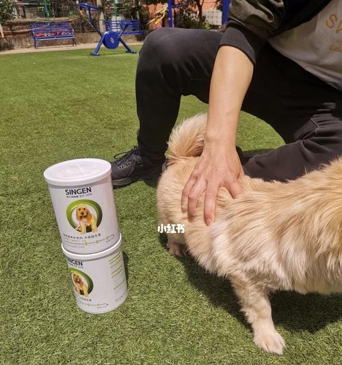 宠物狗的维生素A需求（掌握正确的喂养方式，保障狗狗健康）