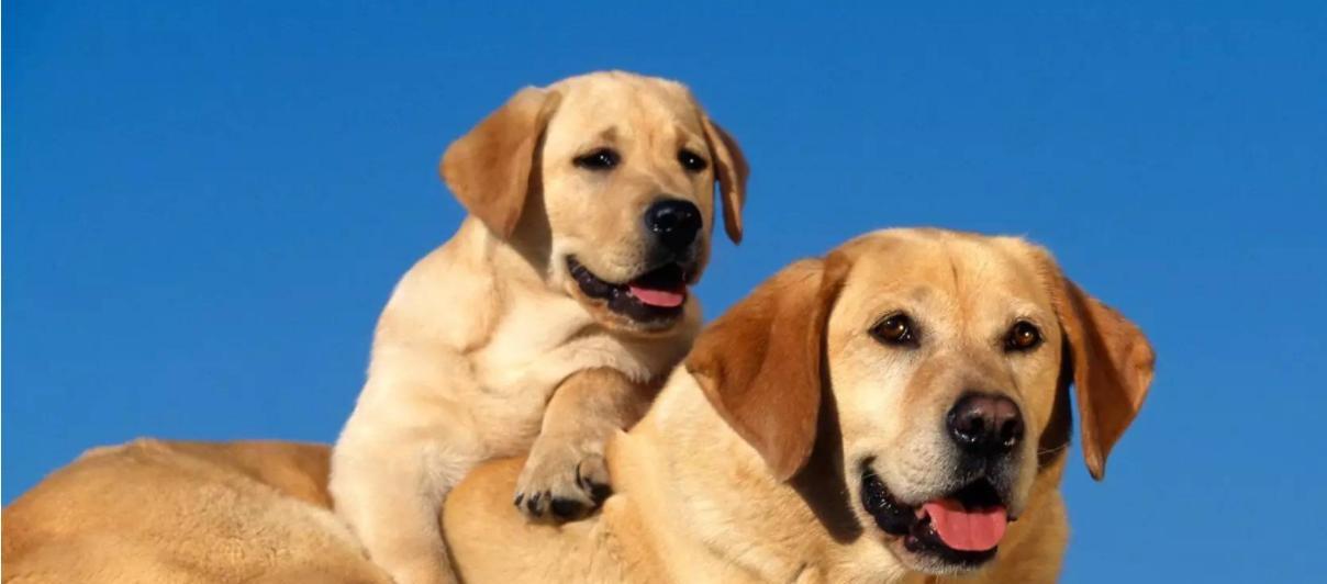 如何让狗狗停止吠叫（有效的方法和技巧来制止宠物犬的叫声）