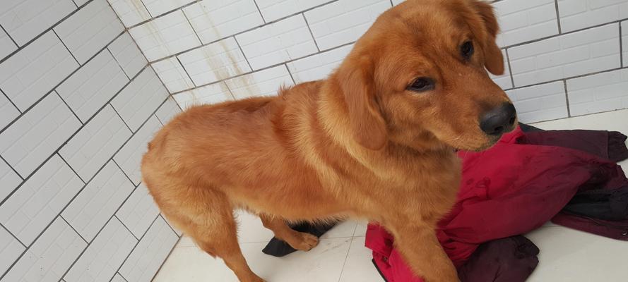 宠物犬的弓形虫感染表现（如何预防和治疗狗狗弓形虫感染）