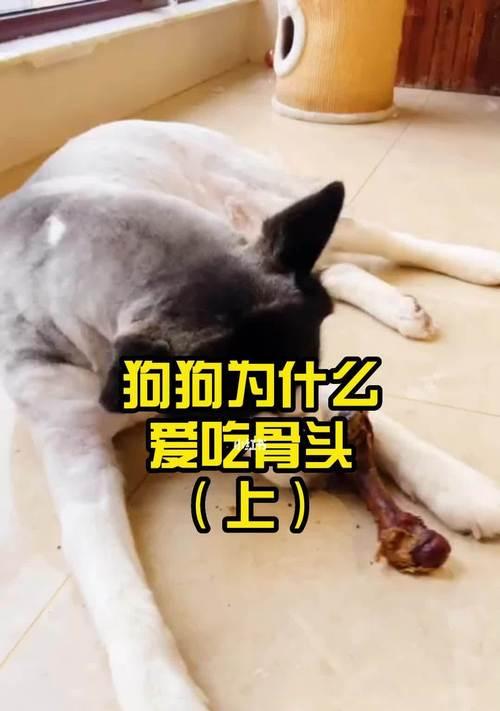 狗狗爱吃骨头，该如何喂养？（注意不同骨头的食用安全，预防意外伤害）
