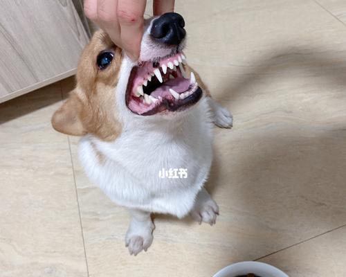 如何解决宠物狗护食咬主人问题（掌握正确的训练方法，避免危险行为发生）