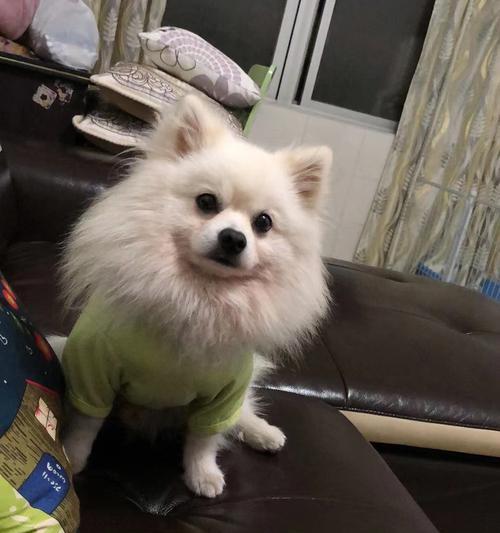狗狗剪毛后的情绪变化（如何帮助你的宠物更好地适应剪毛过程）