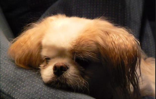 揭秘狗狗角膜炎的成因及预防方法（宠物犬角膜炎是什么？如何预防和治疗？）