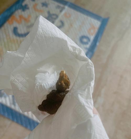 教你如何纠正狗狗乱拉便便的行为（掌握这些方法，让你的宠物变得更加可爱、整洁、健康）