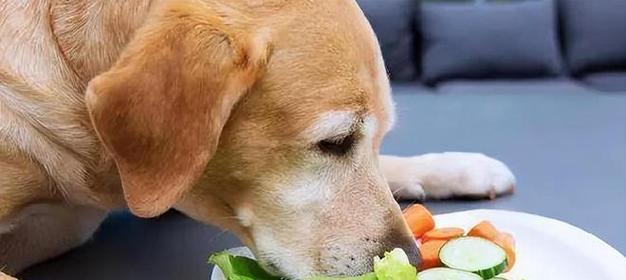 提高宠物狗狗免疫力的方法（从饮食、运动和常规养护着手，让爱宠远离疾病）