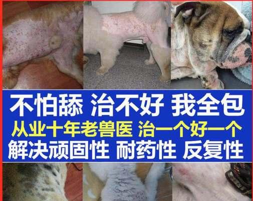 如何预防狗狗皮肤真菌病（保护宠物健康，从预防真菌病开始）