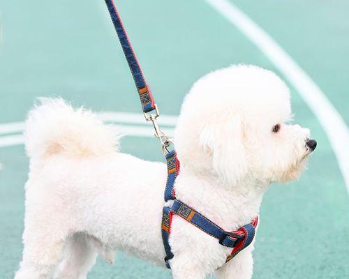 以狗狗牵引绳为你的宠物带来的好处（让你的爱犬在牵引绳下获益匪浅！）
