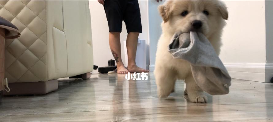 狗狗为什么会喜欢咬袜子？（宠物行为学解析，解开袜子魅力的秘密！）